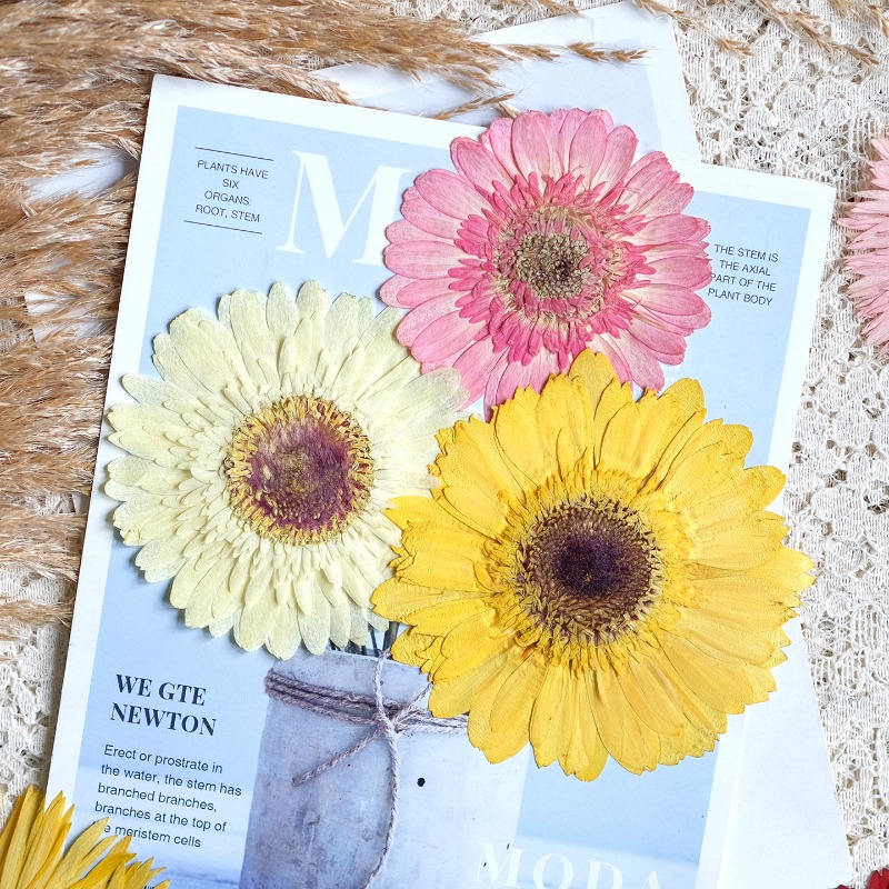 1pcs/7-9cm,Pressed Gerbera Dri - Resin Craft Ideas recension och pris